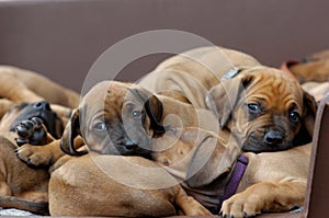 A whole litter of Rhodesian Ridgeback hound puppies lying in their dogbed and snuggle together