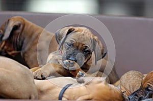 A whole litter of Rhodesian Ridgeback hound puppies lying in their dogbed and snuggle together