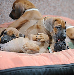 A whole litter of Rhodesian Ridgeback hound puppies lying in their dogbed and snuggle together