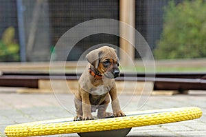 a whole litter of Rhodesian Ridgeback puppy playing outside in the yard. Puppy on wakeboard