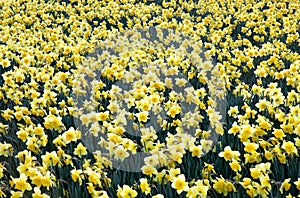 Whole lot of blossoming daffodils