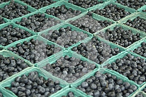 Whole lot of blueberries