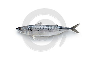 Whole mackerel fish on white background.