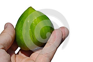 Whole mature fig fruit ficus carica held in adult man left hand on white background