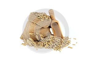 Whole oats grains with hulls spilling from jute bag