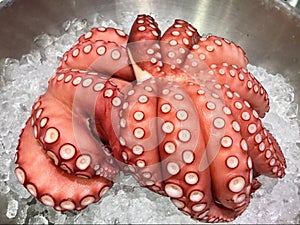 Whole Octopus. Fresh ,Raw