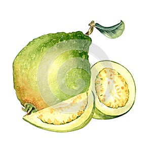 Whole one guava with leaf,slices and half watercolor illustration isolated on white background. Tropical fruit, yellow