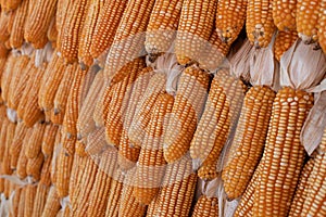 whole orange corn dried