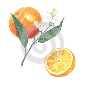 Whole orange fruit with leaf and flowers, slice isolated on white background. Hand drawn illustration