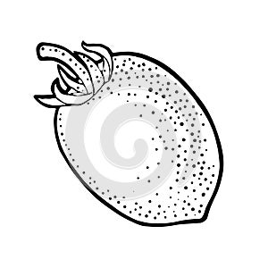 Whole oval tomato. Vector engraved illustration isolated on white background.