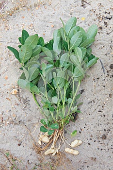 Whole peanut plant on sandy soil background