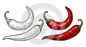 Whole pepper chilli. Vintage hatching color illustration.
