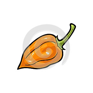 Whole pepper habanero. Vector vintage engraving