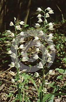 Whole plant of Cephalanthera longifolia or sword-leaved helleborine