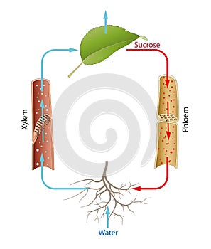 Metabolism and transport in plants. Transpiration