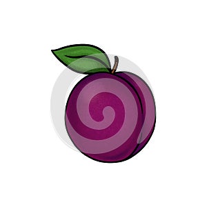 Whole plum illustration on white background