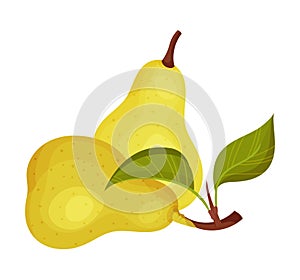 Whole Pomaceous Pear Fruit with Upper Flower Stalk and Green Fibrous Leaves Vector Illustration