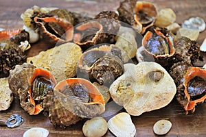 Whole raw rapana in a shell photo