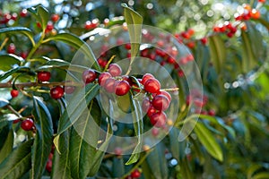 The whole red cherry branch is hung with berries