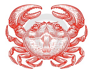 Whole red crab. Crustacean aquatic animal in vintage engraving style. Seafood, sketch vector illustration