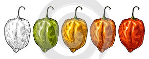 Whole red, green, orange, yellow pepper habanero. Vintage vector hatching