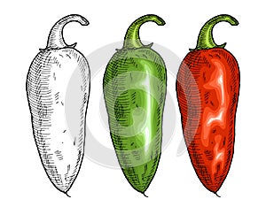 Whole red and green pepper jalapeno. Vintage vector hatching