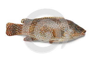 Whole red grouper fish