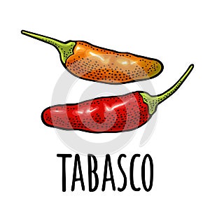 Whole red and orange pepper tabasco. Vector color illustration isolated