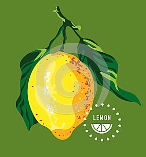 Whole ripe yellow lemon with green leaves isolated, close-up, fresh juicy exotic citrus fruit, food concept, vector