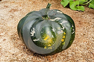 Whole Round Pumpkin On Concrete Background photo