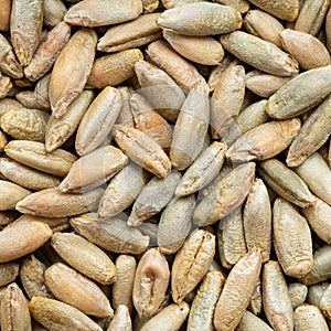 Whole rye grains close up