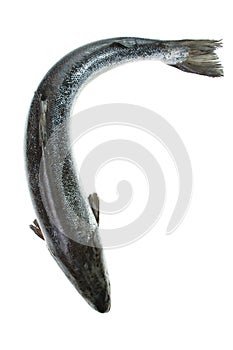 Whole salmon isolated on white