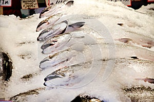 Whole Salmon for Sale in Market