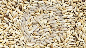 Whole scagliola canary seeds close up photo