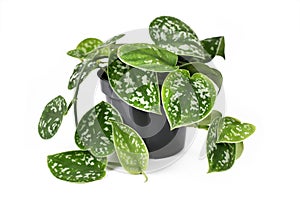 Whole `Scindapsus Pictus Exotica` tropical house plant, also called `Satin Pothos` with velvet texture and silver spot pattern