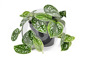 Whole `Scindapsus Pictus Exotica` tropical house plant, also called `Satin Pothos` with velvet texture and silver spot pattern photo