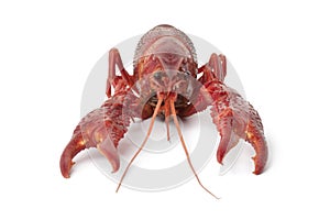 Whole single cooked freshwater crayfish
