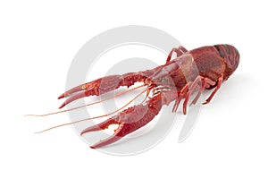 Whole single cooked freshwater crayfish