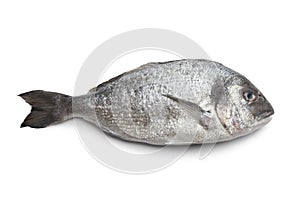 Whole single Dorade fish