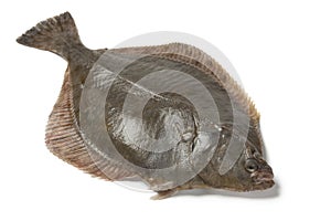 Whole single fresh European flounder