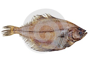 Whole single fresh flatfish on a white