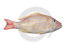 Whole single fresh Lane snapper