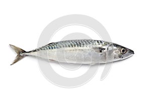 Whole single fresh mackerel photo