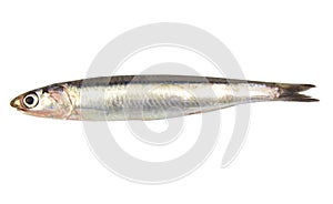 Whole single fresh raw european anchovy isolated