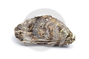 Whole single fresh raw oyster