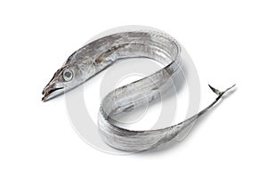 Whole single fresh ribbondfish