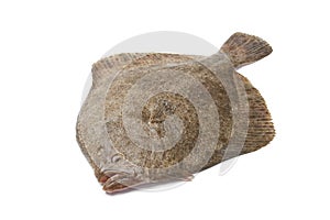 Whole single fresh Turbot fish photo