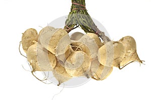 Whole single Jicama on white background