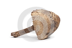 Whole single Parasol mushroom