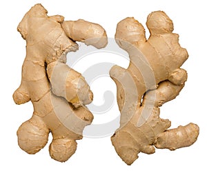 Whole single raw fresh ginger root isolated on white background